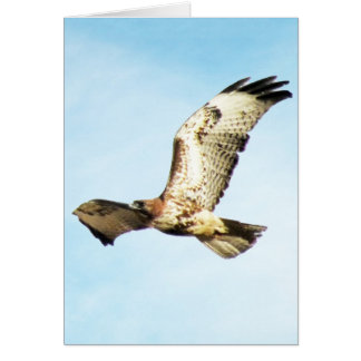 "Our Greatest Glory. ." Red-Tailed Hawk in Flight