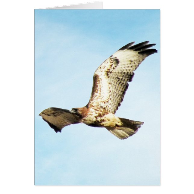 "Our Greatest Glory.  ." Red-Tailed Hawk in Flight (Front)