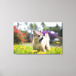 Our pet dog kekai. He's half pomeranian and half Canvas Print