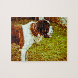 Our Saint Bernard Our Family Pet Jigsaw Puzzle
