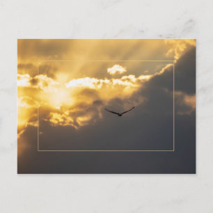 Out Of The Sun Bald Eagle With Border Postcard