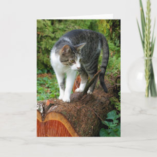 Out on a Cat Walk - Kitty Greeting Card
