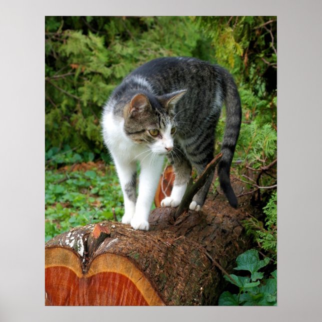 Out on a Cat Walk  -  Kitty Poster (Front)