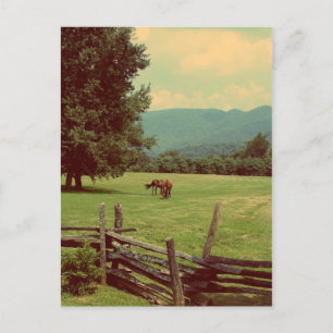Out to Pasture Postcard