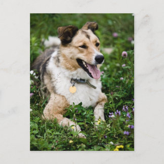 Outdoor portrait of dog lying down in meadow postcard
