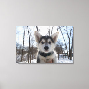 Outdoor portrait of husky dog puppy canvas print