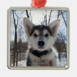 Outdoor portrait of husky dog puppy metal tree decoration