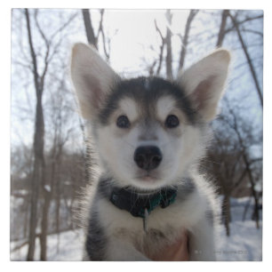 Outdoor portrait of husky dog puppy tile