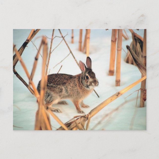 Outdoor Rabbit Postcard (Front)