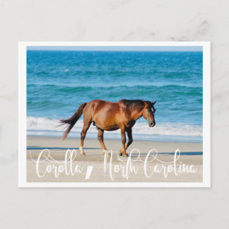 Outer Banks Wild Horse Postcard