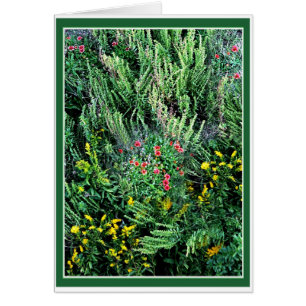 Outer Banks Wildflowers