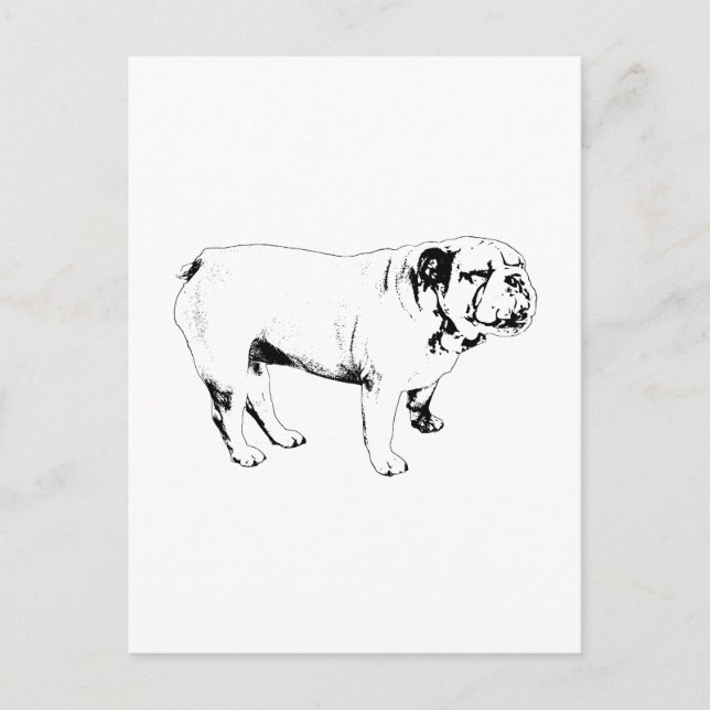 outline hello, bulldog postcard (Front)