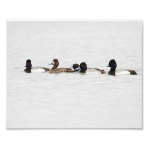 Outnumbered Female Lesser Scaup Duck Print