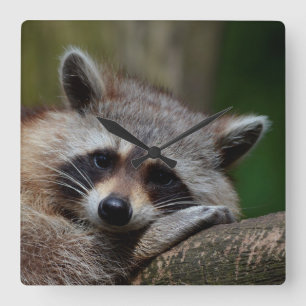 Outrageously Cute Baby Racoon Square Wall Clock