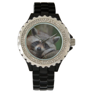 Outrageously Cute Baby Racoon Watch