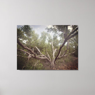 Outstretched Arms Canvas Print