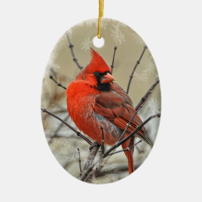 Oval ornament featuring a male cardinal. (Front)