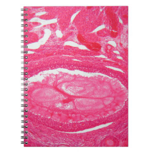 Ovary cells under the microscope. spiral notebook