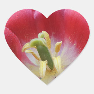 Overblown Tulip Flower Heart Sticker