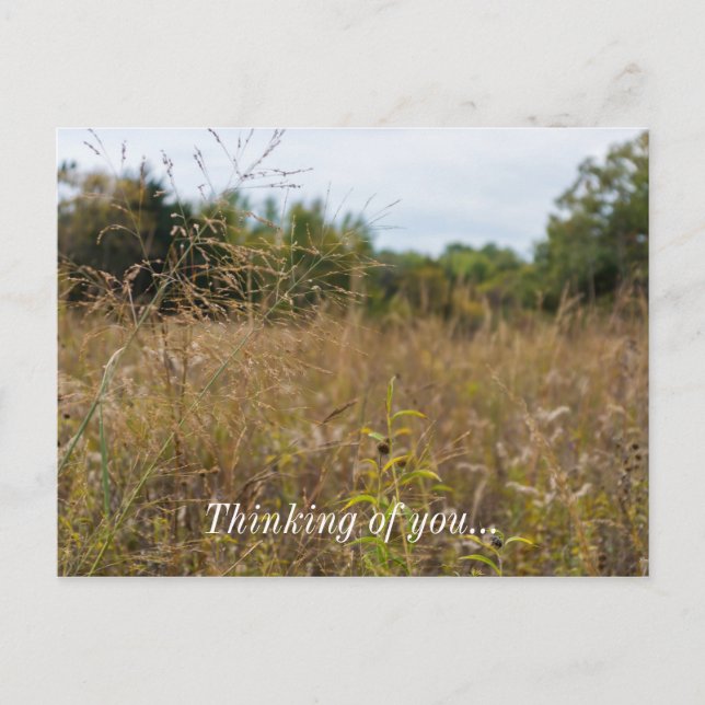 Overgrown Prairie Postcard (Front)