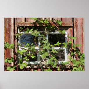 Overgrown Window Poster