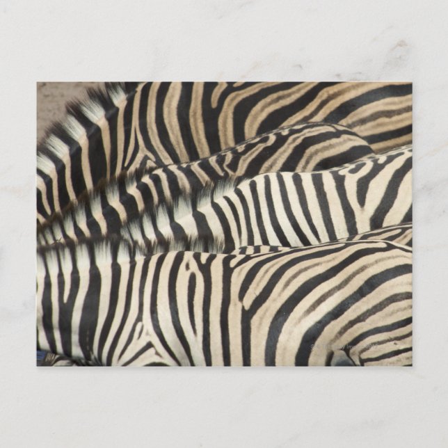 Overhead view of Burchell's Zebra Postcard (Front)