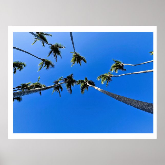 Overhead view of palm trees poster (Front)