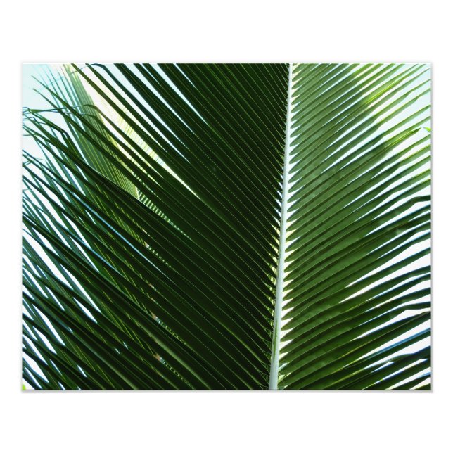 Overlapping Palm Fronds Tropical Green Abstract Photo Print (Front)