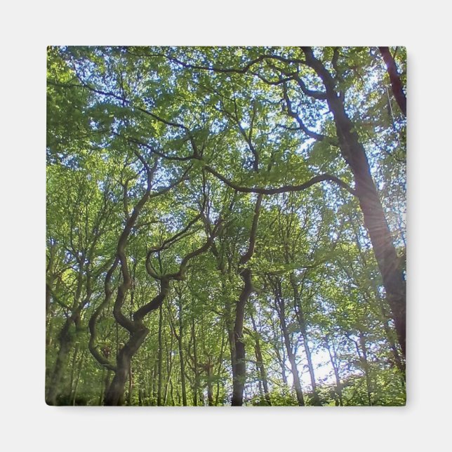 Overlapping trees magnet (Front)
