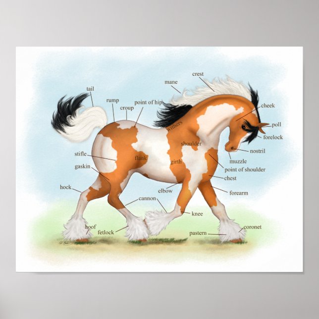 Overo Gypsy Horse Equestrian Anatomy Poster (Front)