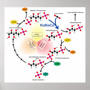 Overview of the Calvin Cycle and Carbon Fixation Poster