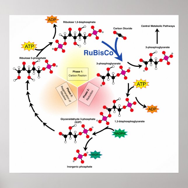 Overview of the Calvin Cycle and Carbon Fixation Poster (Front)