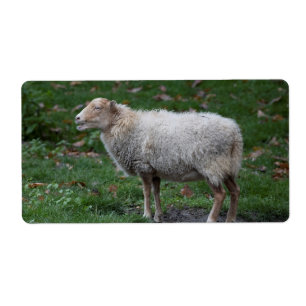 Ovis aries