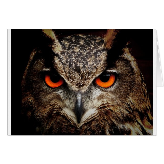 Owl (Front Horizontal)