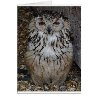 owl1