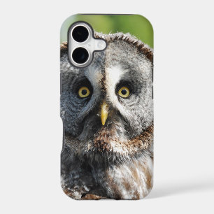 Owl_20180219_by_JAMFoto