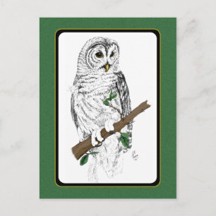 Owl 3 Postcard
