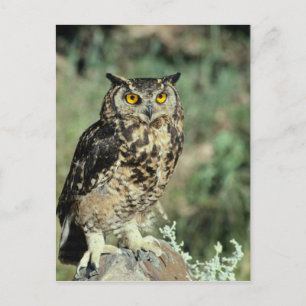 Owl (9) postcard