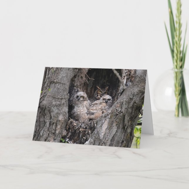 Owl and Owlets Card (Front)