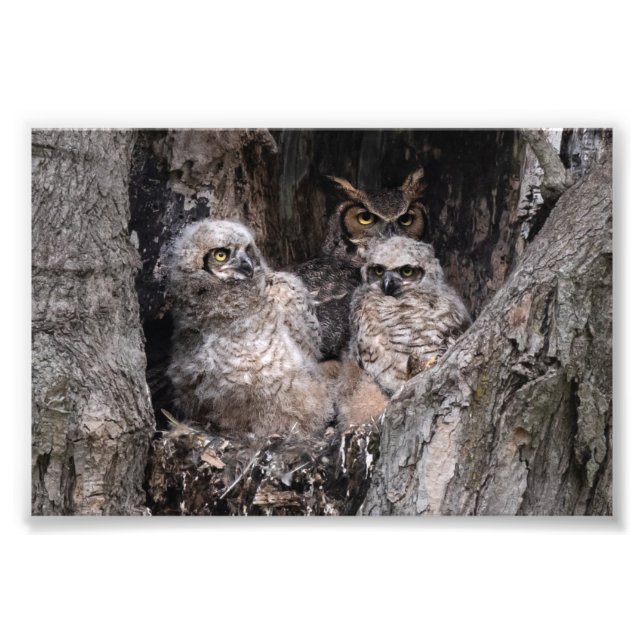 Owl and Owlets Photo Print (Front)