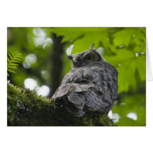 Owl at Nisqually Card