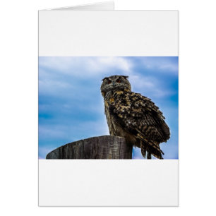 Owl Bird Feathers Animal Nature Destiny Peace Love