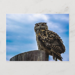 Owl Bird Feathers Animal Nature Destiny Peace Love Postcard