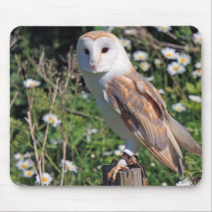 owl, bird, wildlife mouse pad