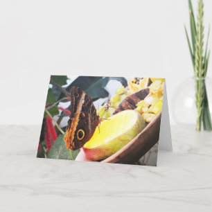 Owl butterfly holiday card