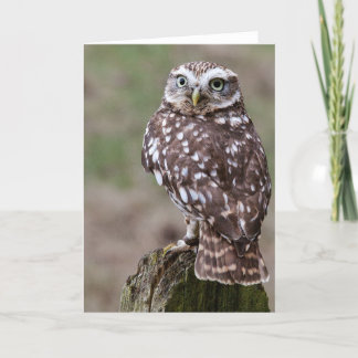 Owl Card