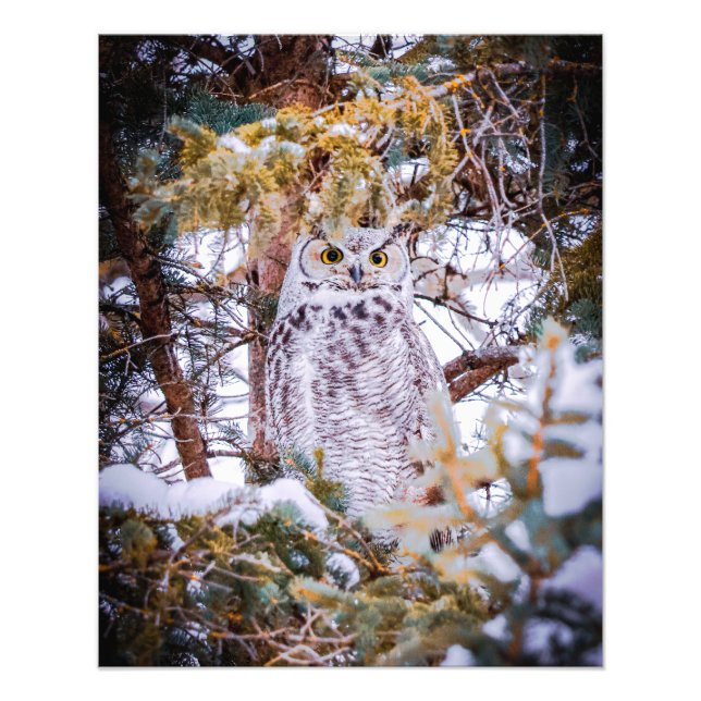 Owl Card Photo Print (Front)