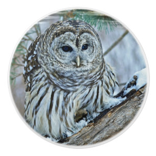 Owl Ceramic Knob