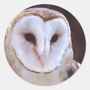 owl classic round sticker