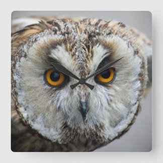 Owl Clock